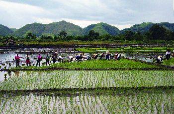 Sherwin Gatchalian - El Niño - Francis Tolentino - Macon RamosAraneta - Farmers: Rice prices down in two weeks - manilastandard.net - Philippines