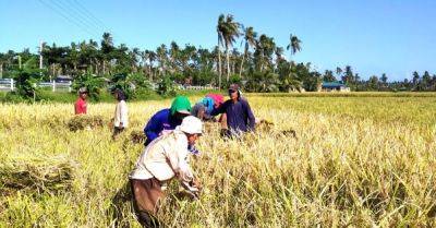 DA: 'Very difficult' to achieve rice target