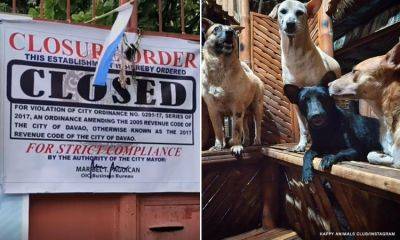 Animal shelter appeals for reinvestigation following Davao City’s closure order