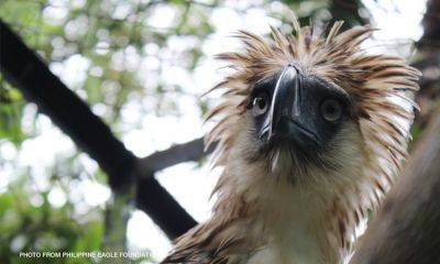 Australian envoy leads launching of program to protect Philippine Eagle