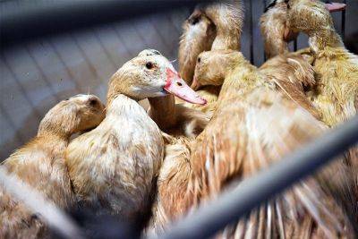 France to vaccinate millions of ducks against bird flu - philstar.com - Japan - France -  Tokyo