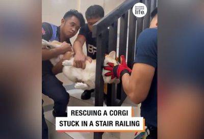 Kathleen A Llemit - Rescue of corgi stuck between stair railing goes viral - philstar.com - Philippines - Australia - county Bureau - city Manila, Philippines