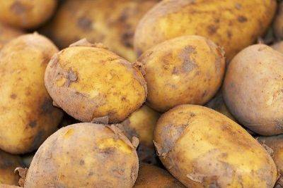 Potato price rises, but to normalize with harvest – DA