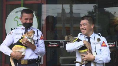Paw patrol: Philippine security guards adopt stray cats - euronews.com - Philippines - city Manila