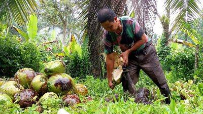 Ferdinand Marcos-Junior - Cheloy Garafil - Charles Dantes - PBBM wants new coconut plan - manilastandard.net - Philippines