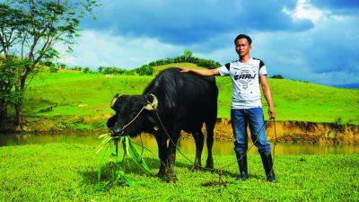 Manila Standard - Gov’t crossbreeding program boosts Region 2 dairy carabao population - manilastandard.net - Philippines