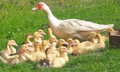 Embracing sustainability with rice-duck integrated farming