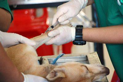Manila Standard - South Cotabato - Koronadal to use microchips on dogs to combat rabies - manilastandard.net - Philippines - city Koronadal