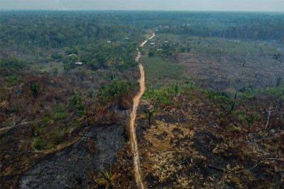 Deforestation down in Brazil's Amazon - philstar.com - Brazil