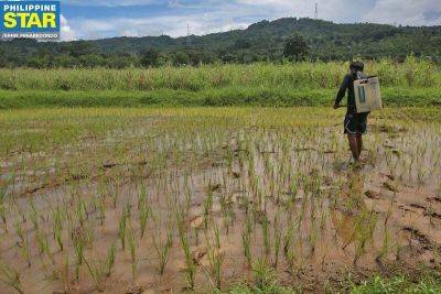 Bella Cariaso - Leonardo Montemayor - El Niño - ‘Be wary of El Niño effects on rice supply’ - philstar.com - Philippines - Manila