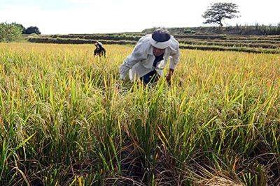 Excess RCEF collections ordered for use to assist farmers