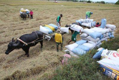 Palay output in Q3 down 10.58%