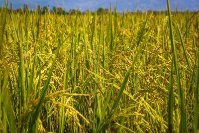 Rice price will remain affordable for Filipino consumers; 2023 a good harvest year for PH – DA