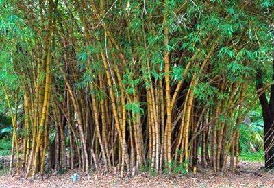 DENR to bolster native tree, bamboo species production