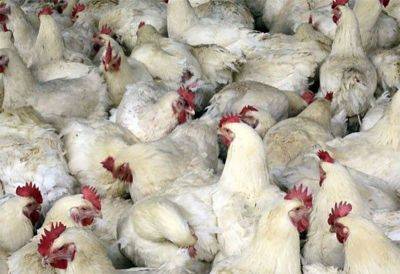 Ilocos Norte declared bird flu-free
