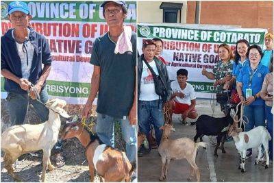 John Unson - Cotabato farmers receive livestock for breeding - philstar.com - Philippines - state Indiana - province Cotabato - city Cotabato