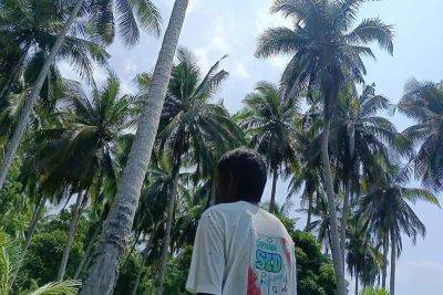 Quezon farmers struggle for climate resilient coconut industry