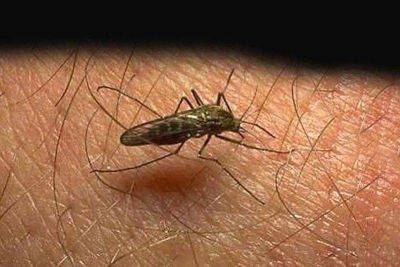 Chikungunya cases rise 384 percent