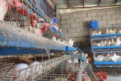 Retail price of chicken soars to P210/kilo