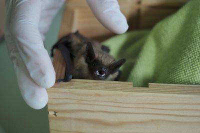 Recording helps solve mystery of weirdly large bat penis