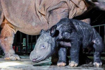 Critically endangered Sumatran rhino born in Indonesia
