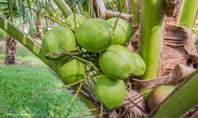 DA eyes upscaling of coconut industry amid declining yield