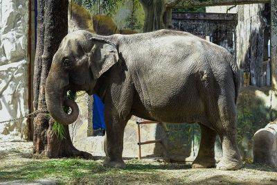 Rosette Adel - Honey Lacuña - Mali, resident elephant at Manila Zoo, dies - philstar.com - Philippines - Thailand - Mali - Sri Lanka - city Manila, Philippines