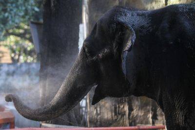 Honey Lacuña - Manila Zoo’s lone elephant Mali dies - rappler.com - Philippines - Mali - Sri Lanka - city Manila, Philippines