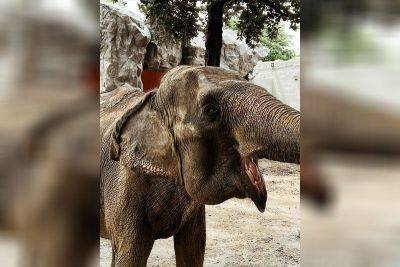 Mali, Philippines beloved elephant, dies