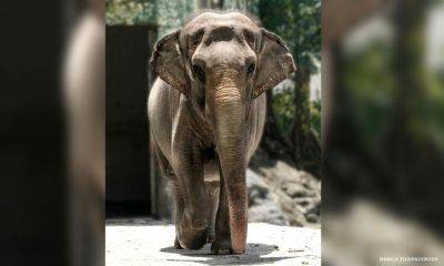 CNN Philippines Staff - Honey Lacuña - Philippines' only elephant Mali dies - cnnphilippines.com - Philippines - Mali - Sri Lanka - city Manila