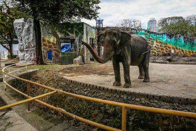 Honey Lacuña - City - Manila City gov’t to ask Sri Lanka for new elephant after Mali’s death - rappler.com - Philippines - Mali - county Bay - Sri Lanka - county Will - city Manila, Philippines