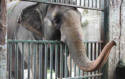 RIP Mali: PETA thanks Marian Rivera, Dingdong Dantes, Ely Buendia for yearslong call of elephant's release