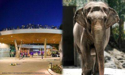 Manila Zoo to replace Mali with new elephants from Sri Lanka