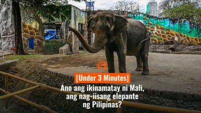 Ang - [Under 3 Minutes] Ano ang ikinamatay ni Mali, ang nag-iisang elepante sa Pilipinas? - rappler.com - Mali - Sri Lanka - city Manila