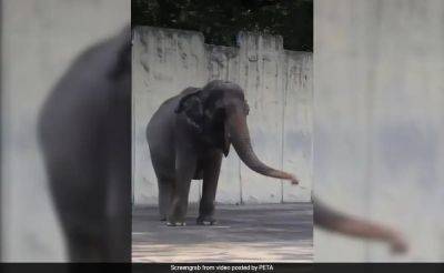 Honey Lacuña - Mali, "World's Saddest" Elephant, Dies In Manila Zoo - ndtv.com - Philippines - Mali - city Manila