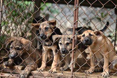 Vietnam dog slaughterhouse closes, setting puppies free - philstar.com - Thailand - Vietnam - China - Cambodia - city Hanoi - city Ho Chi Minh City