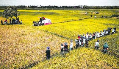 Janine Alexis Miguel - PH farm output down anew in Q3 - manilatimes.net - Philippines