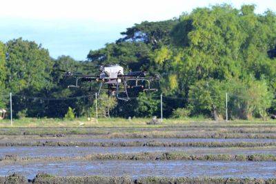 Leander C Domingo - DA Region 2 pushes drone direct seeding - manilatimes.net - county Valley