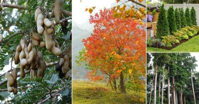 40 Beautiful Trees that Start With T