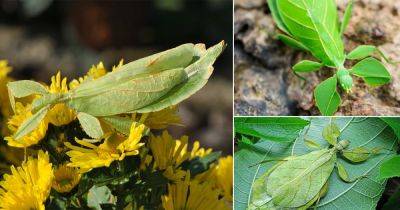 What Do Leaf Bugs Eat? Find Out! - balconygardenweb.com - Philippines - Australia