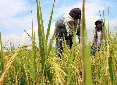 Gloria Macapagal Arroyo - Resilience in rice: More than just big harvests - manilatimes.net - Philippines - Usa - Indonesia - Vietnam - India