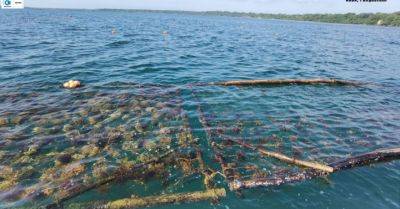 BFAR, LGU to expand seaweed nursery in Pangasinan - pna.gov.ph - Philippines - region Ilocos