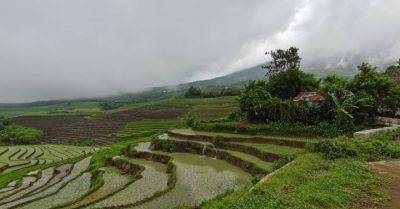 There is hope in palay farming - pna.gov.ph - Philippines - Manila