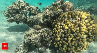 Menardo Guevarra - Philippines weighing legal options against China over coral reef 'destruction' - timesofindia.indiatimes.com - Philippines - China -  Beijing - Manila