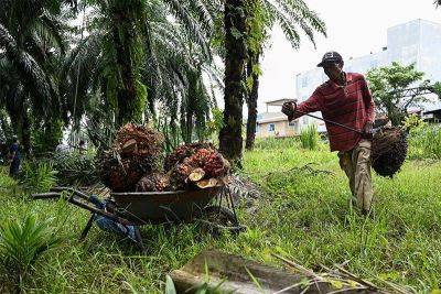 Malaysia boosts China palm oil exports under EU pressure - philstar.com - Indonesia - Malaysia - China -  Beijing - Eu - county Gulf