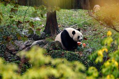 Washington says goodbye to pandas amid bitter US-China backdrop - philstar.com - Usa - China - Washington -  Beijing - state Michigan