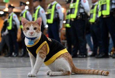 Agence FrancePresse - Nadine Lustre - Paw patrol: Philippine security guards adopt stray cats - philstar.com - Philippines - Manila