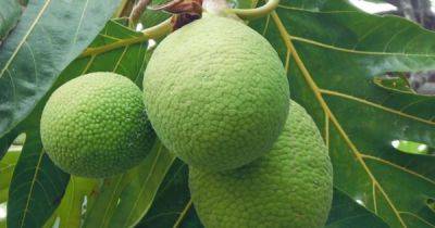 Breadfruit: A versatile tropical wonder - dar.gov.ph - state Hawaii