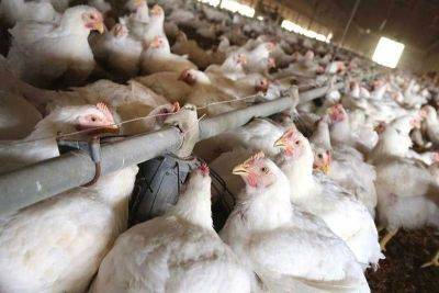 Bella Cariaso - Francisco Tiu - DA bans poultry from California, Ohio - philstar.com - Philippines - Usa - state California - state Ohio