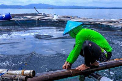 DA chief eyes Laguna Lake as major food source, seeks to boost production to bring fish prices down